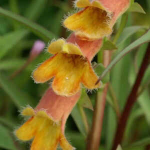 DIGITALIS obscura