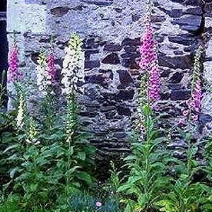 DIGITALIS purpurea 'Gloxiniiflora'