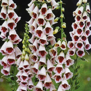 DIGITALIS purpurea 'Parm's Choice'