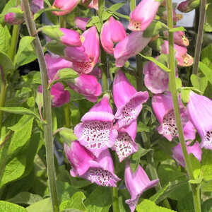 DIGITALIS purpurea