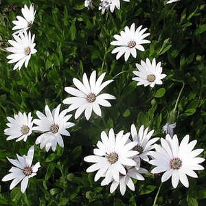 DIMORPHOTHECA pluvialis 'Tetra Polar Star' (haut)