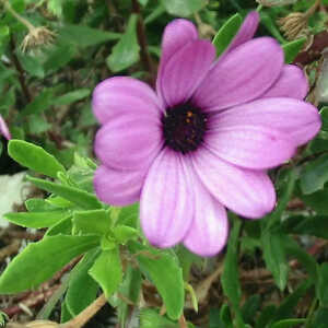 DIMORPHOTHECA sinuata rose (Haut)