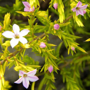 DIOSMA hirsuta 'Sunset Gold'