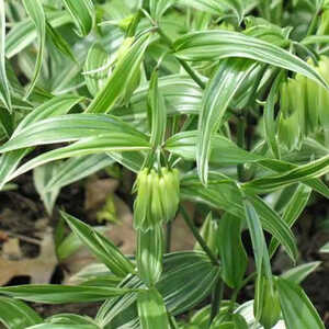 DISPORUM sessile 'Variegatum'