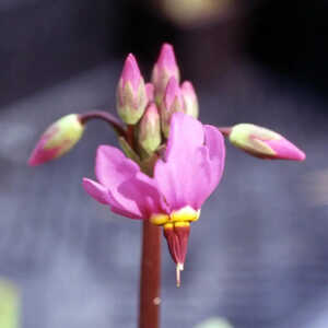 DODECATHEON meadia