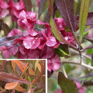 DODONAEA viscosa 'Purpurea'