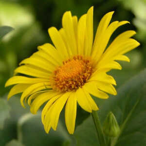 DORONICUM orientale 'Magnificum'