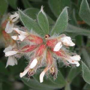 DORYCNIUM hirsutum 'Fréjorgues'