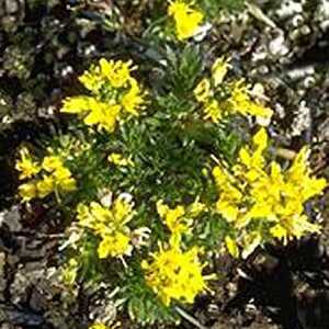 DRABA aizoides