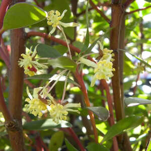 DRIMYS lanceolata