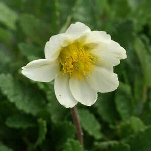 DRYAS octopetala