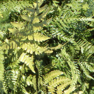 DRYOPTERIS erythrosora 'Prolifica'