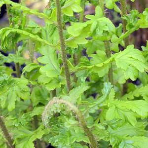 DRYOPTERIS filix-mas 'Cristata'