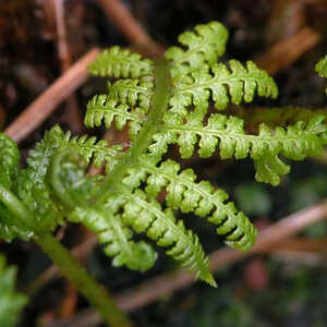 DRYOPTERIS filix-mas 'Linearis Polydactyla'