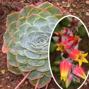 ECHEVERIA elegans