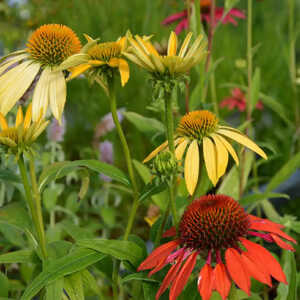 ECHINACEA 'Cheyenne Spirit'