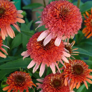 ECHINACEA 'Coral Reef'®