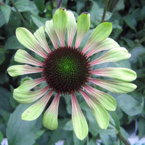 ECHINACEA 'Green Envy'®