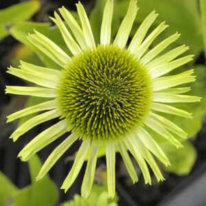 ECHINACEA 'Green Jewel'®