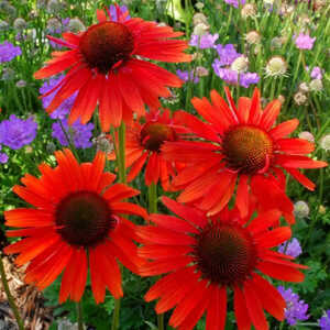 ECHINACEA 'Hot Lava'®