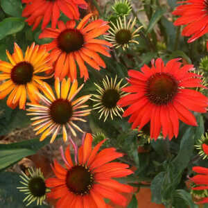 ECHINACEA 'Hot Summer'®