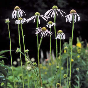 ECHINACEA pallida 'Hula Dancer'