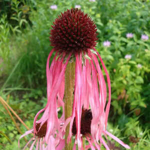 ECHINACEA pallida