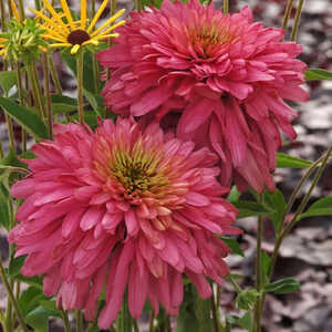 ECHINACEA 'Pink Poodle'®