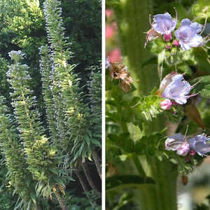 ECHIUM pininana