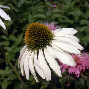 ECHINACEA purpurea 'Alba'