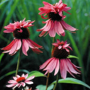 ECHINACEA purpurea 'Double-Decker'