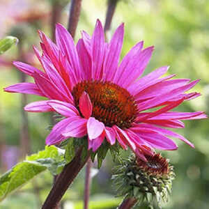 ECHINACEA purpurea 'Fatal Attraction' ®