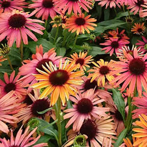 ECHINACEA purpurea 'Fountain Orange Bicolour'