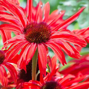 ECHINACEA purpurea 'Fountain Red'