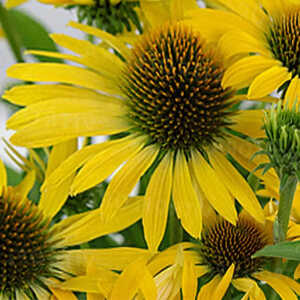 ECHINACEA purpurea 'Fountain Yellow'