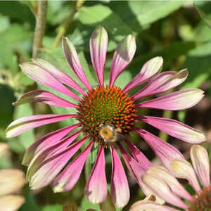 ECHINACEA purpurea 'Green Twister'