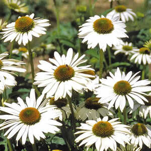 ECHINACEA purpurea 'Happy Star'