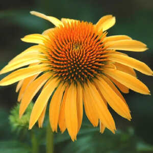 ECHINACEA purpurea 'Harvest Moon' ®