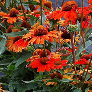 ECHINACEA purpurea 'Kismet Intense Orange'