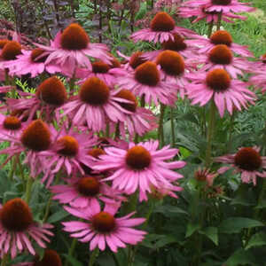 ECHINACEA purpurea 'Maxima'