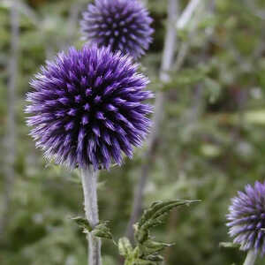 ECHINOPS ritro 'Veitch's Blue'