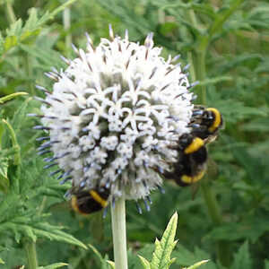 ECHINOPS sphaerocephalus 'Arctic Glow'