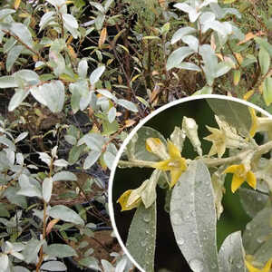 ELAEAGNUS commutata 'Zempin'