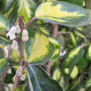 ELAEAGNUS x ebbingei 'Limelight'