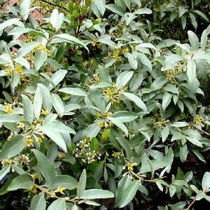 ELAEAGNUS 'Quicksilver'