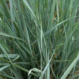 ELYMUS magellanicus (Agropyron)