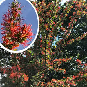 EMBOTHRIUM coccineum 'Lanceolatum'