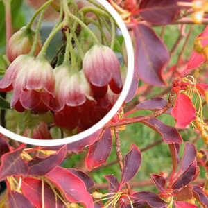 ENKIANTHUS campanulatus var. palibinii