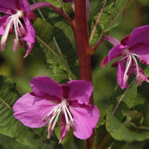 EPILOBIUM angustifolium