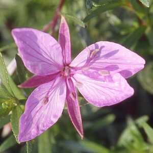 EPILOBIUM 'Fleischeri'